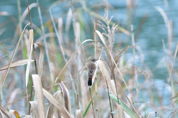 2021年10月16日(土) 長浜公園の野鳥観察記録