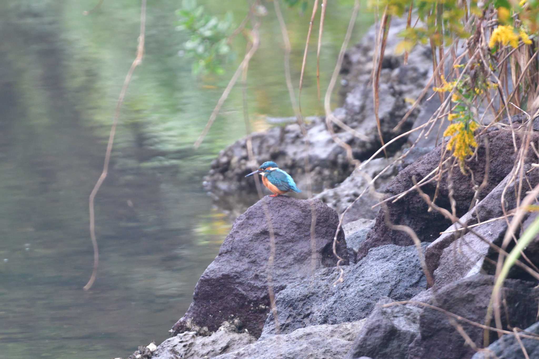 長浜公園 カワセミの写真 by やなさん