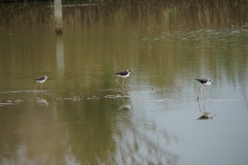 Sat, 10/16/2021 Birding report at Shinjiko Green Park