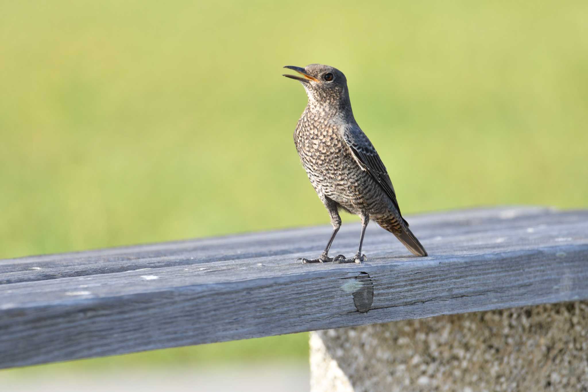 Blue Rock Thrush