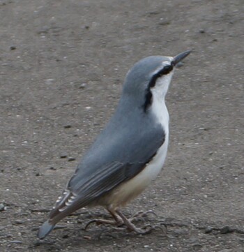 Eurasian Nuthatch(asiatica) 札幌市南区 Sat, 10/16/2021