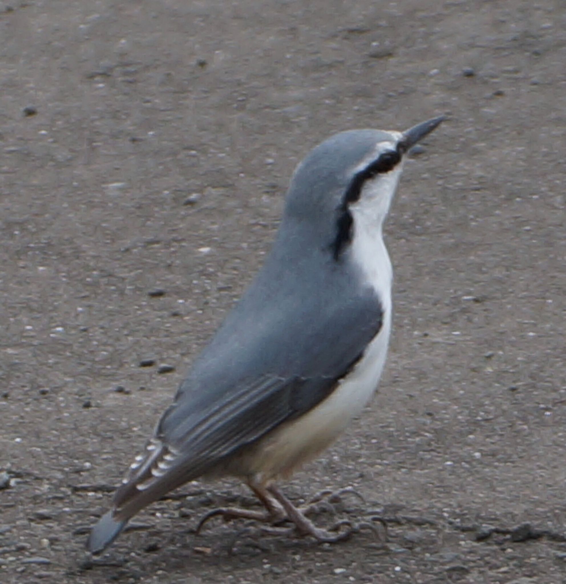 Photo of Eurasian Nuthatch(asiatica) at 札幌市南区 by xuuhiro