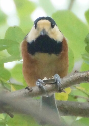 Varied Tit Makomanai Park Sat, 10/16/2021