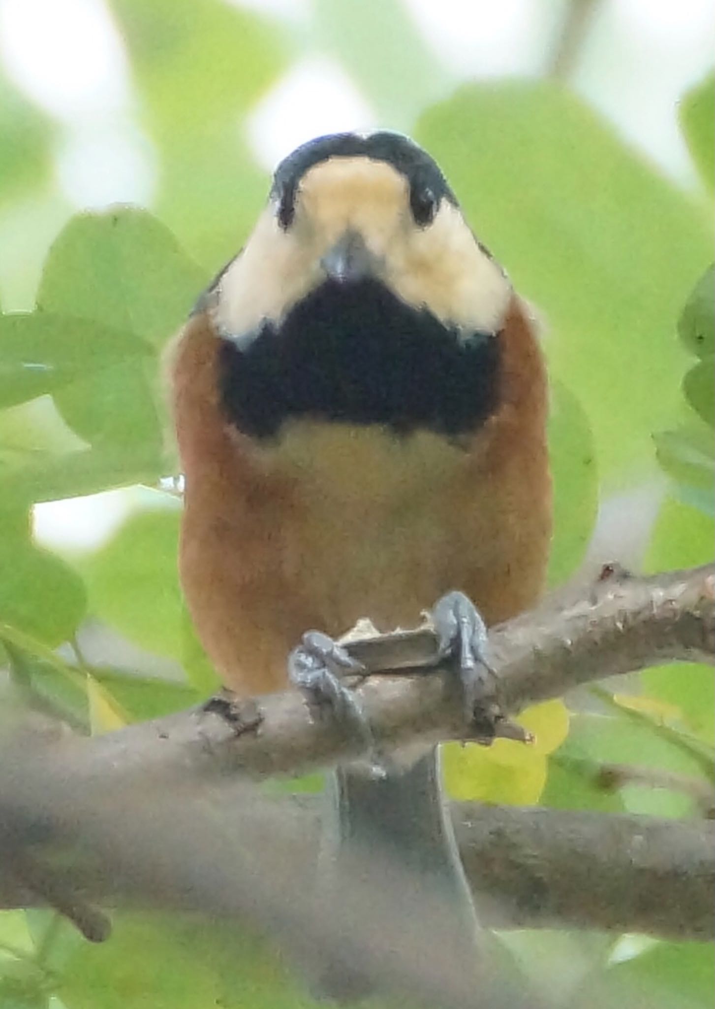 Photo of Varied Tit at Makomanai Park by xuuhiro