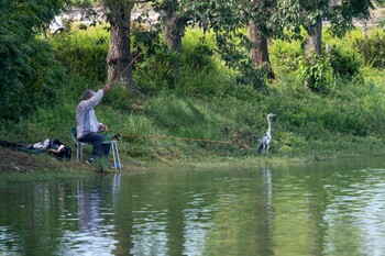 Grey Heron 加古大池 Mon, 9/27/2021