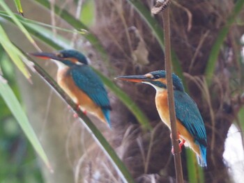 2021年10月16日(土) 杉並区の野鳥観察記録