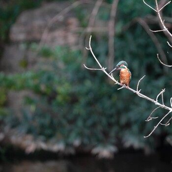 2021年10月15日(金) 安城市の野鳥観察記録