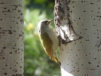 Sat, 10/16/2021 Birding report at Chaoyang Park(Beijing)