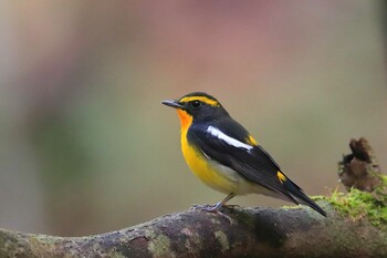 Narcissus Flycatcher Unknown Spots Sat, 10/16/2021