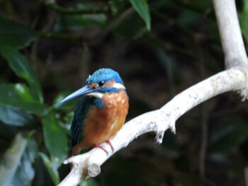 Common Kingfisher 四ツ池公園 Sat, 10/16/2021