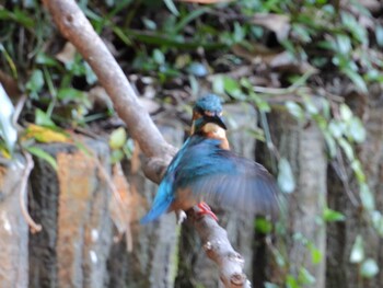 Common Kingfisher 四ツ池公園 Sat, 10/16/2021