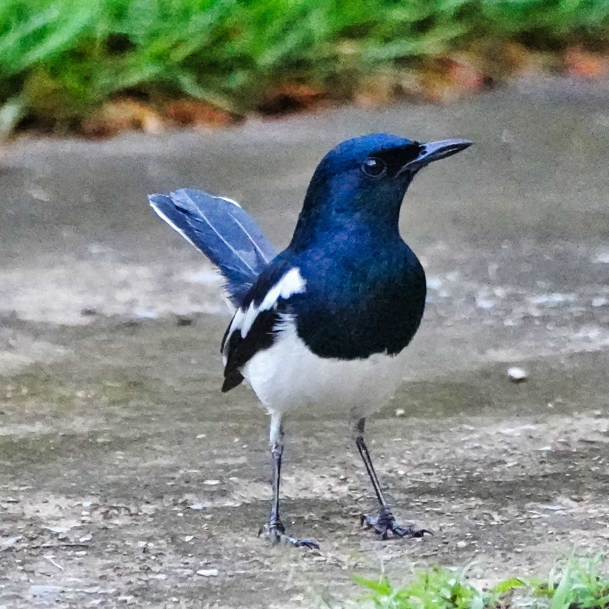 シキチョウ