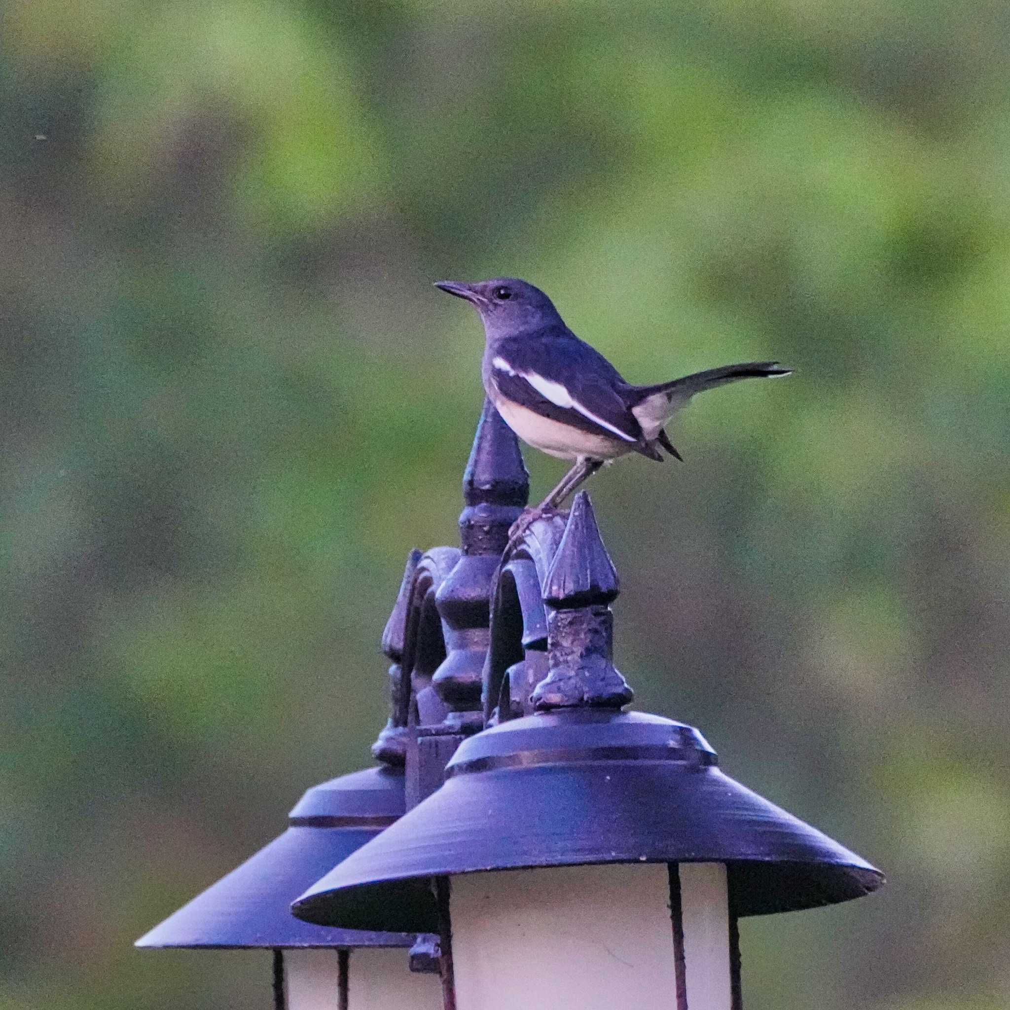 シキチョウ