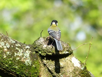 シジュウカラ 京都府立植物園 2017年4月29日(土)