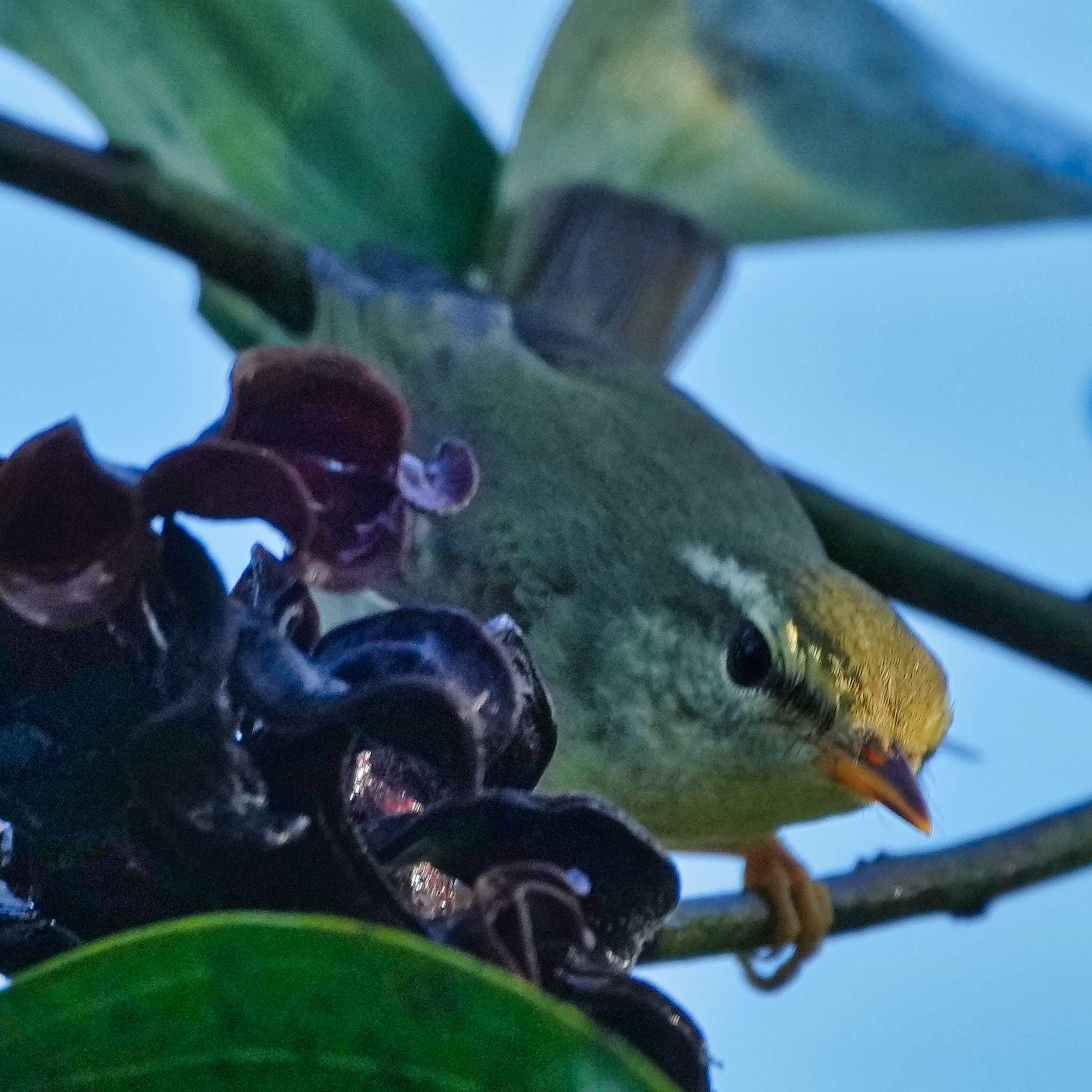 Khao Mai Keao Reservation Park キマユムシクイの写真 by span265