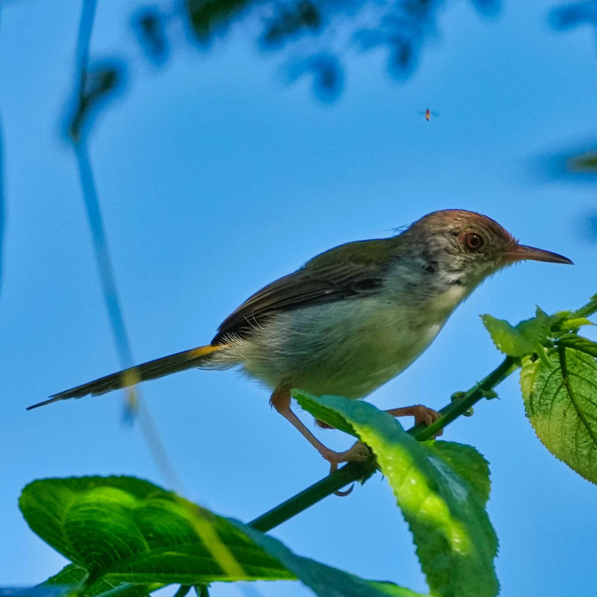 Photo of Common Tailorbird at Khao Mai Keao Reservation Park by span265