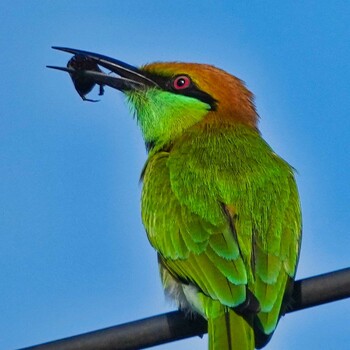 Asian Green Bee-eater Khao Mai Keao Reservation Park Sat, 10/16/2021