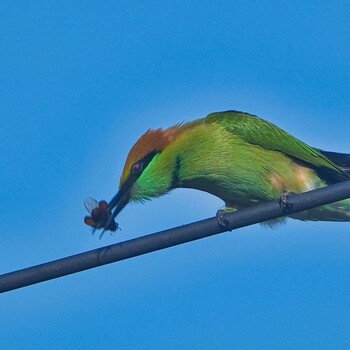 Asian Green Bee-eater Khao Mai Keao Reservation Park Sat, 10/16/2021