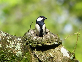 シジュウカラ 京都府立植物園 2017年4月29日(土)