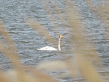 Sat, 10/16/2021 Birding report at 石狩川河口