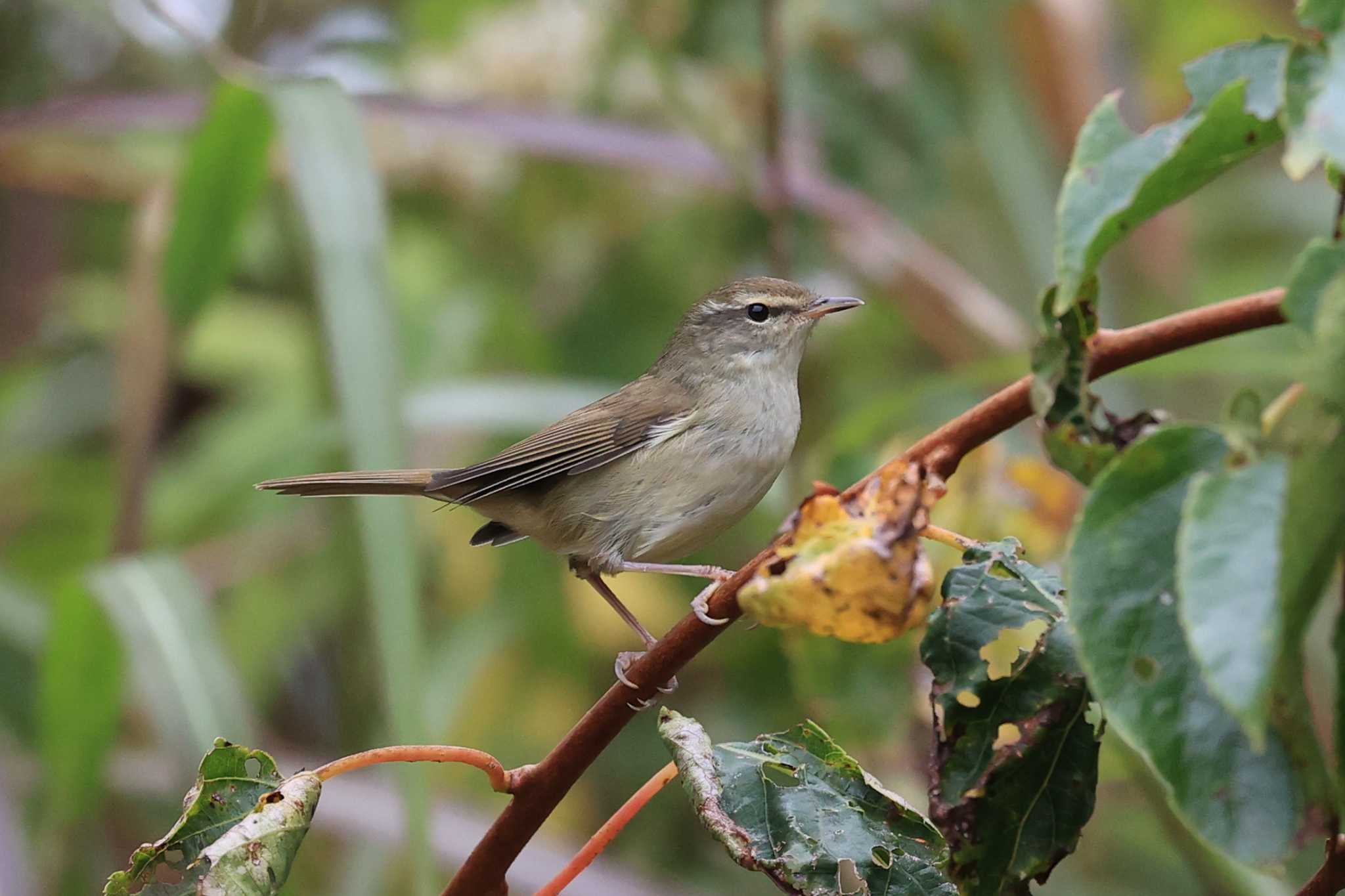 Japanese Bush Warbler