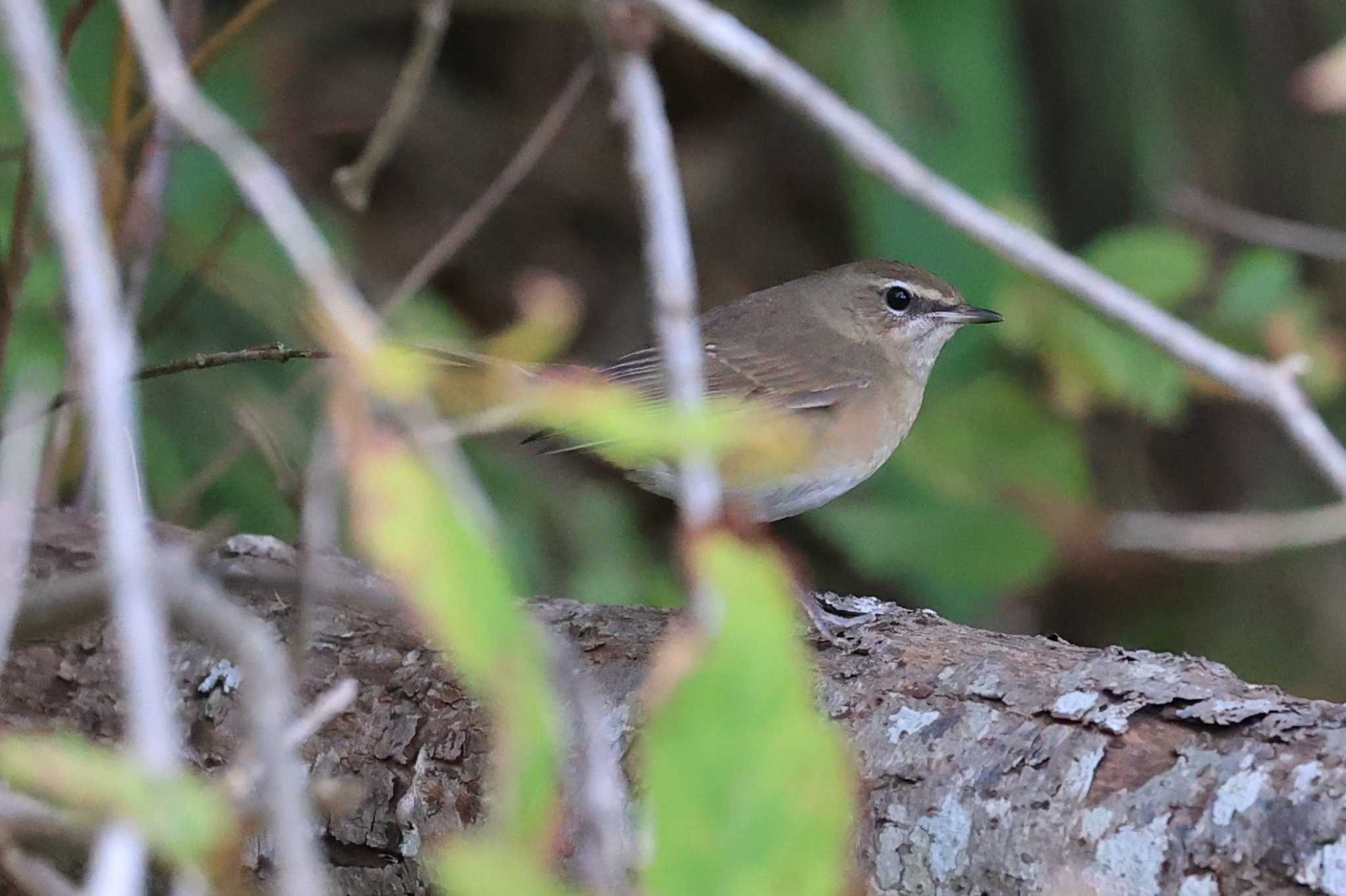 Siberian Rubythroat