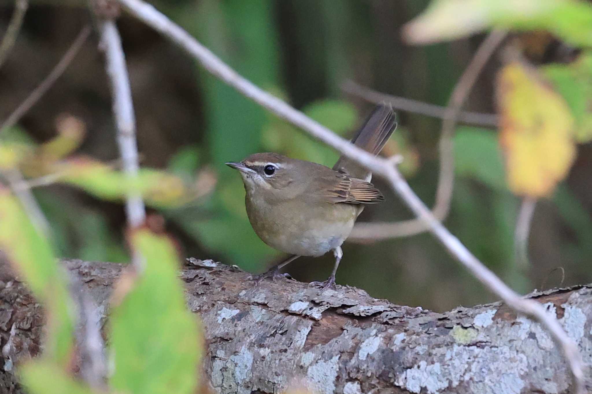 Siberian Rubythroat