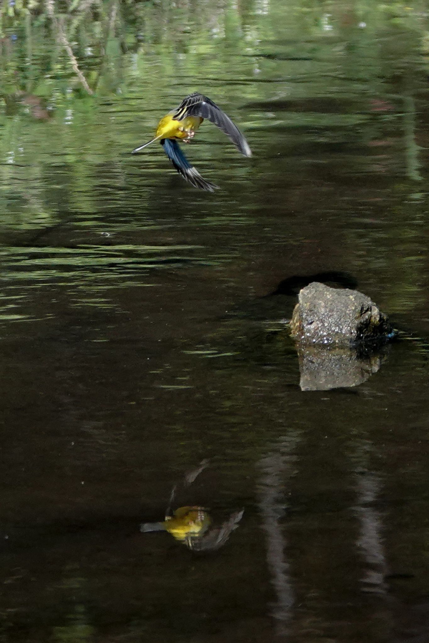 堀内公園 キセキレイの写真 by unjun