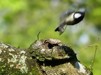 シジュウカラ 京都府立植物園 2017年4月29日(土)