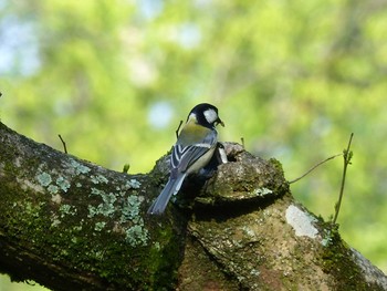 シジュウカラ 京都府立植物園 2017年4月29日(土)