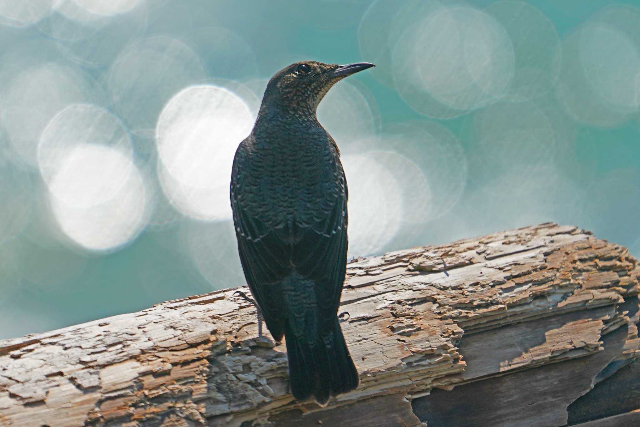 伊良湖岬 イソヒヨドリの写真 by Chacoder