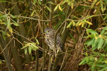 ゴイサギ 函館市松倉川 2021年10月16日(土)