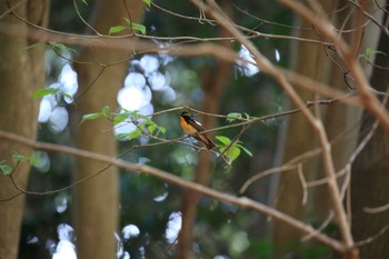 Narcissus Flycatcher Akashi Park Sun, 4/30/2017