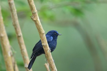 White-tailed Robin Angkhang Nature Resort Thu, 3/23/2017