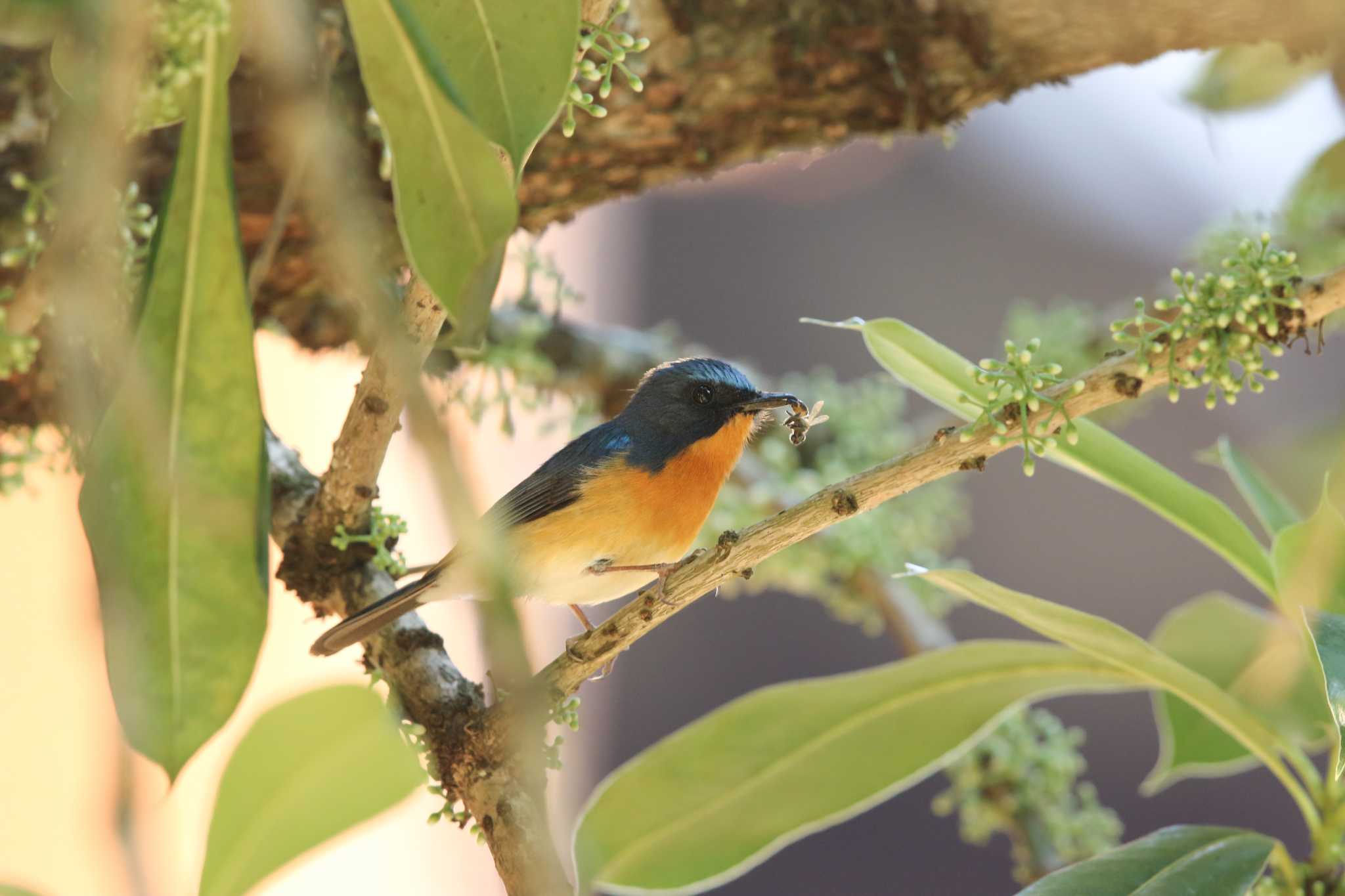 Photo of Hill Blue Flycatcher at Angkhang Nature Resort by Trio