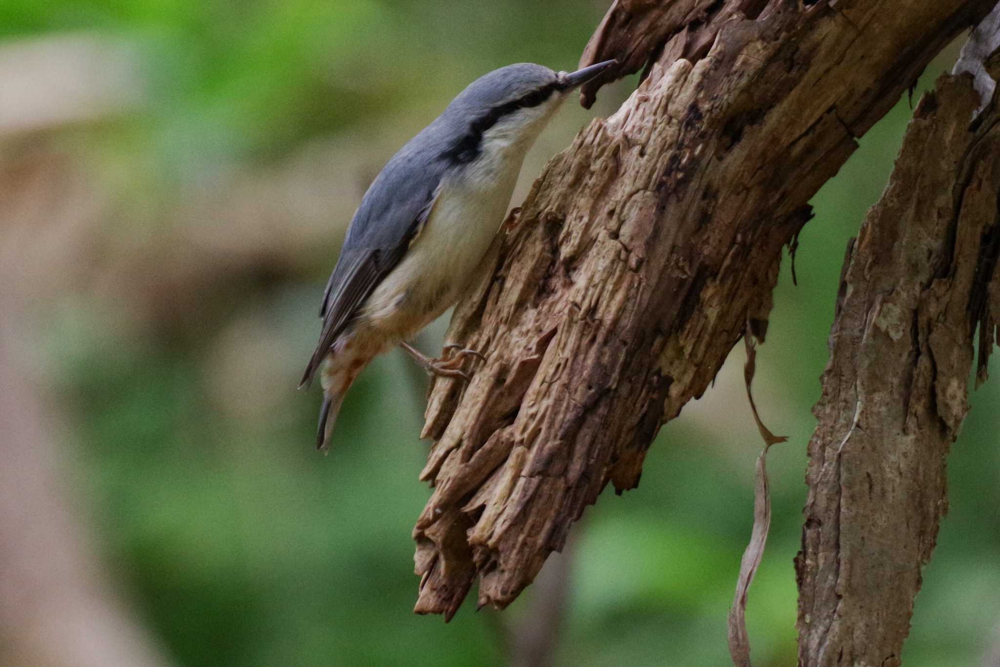 シロハラゴジュウカラ