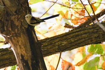 2021年10月16日(土) 宮城沢林道(札幌市西区)の野鳥観察記録