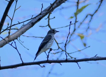 エゾビタキ 権現山(弘法山公園) 2021年10月4日(月)