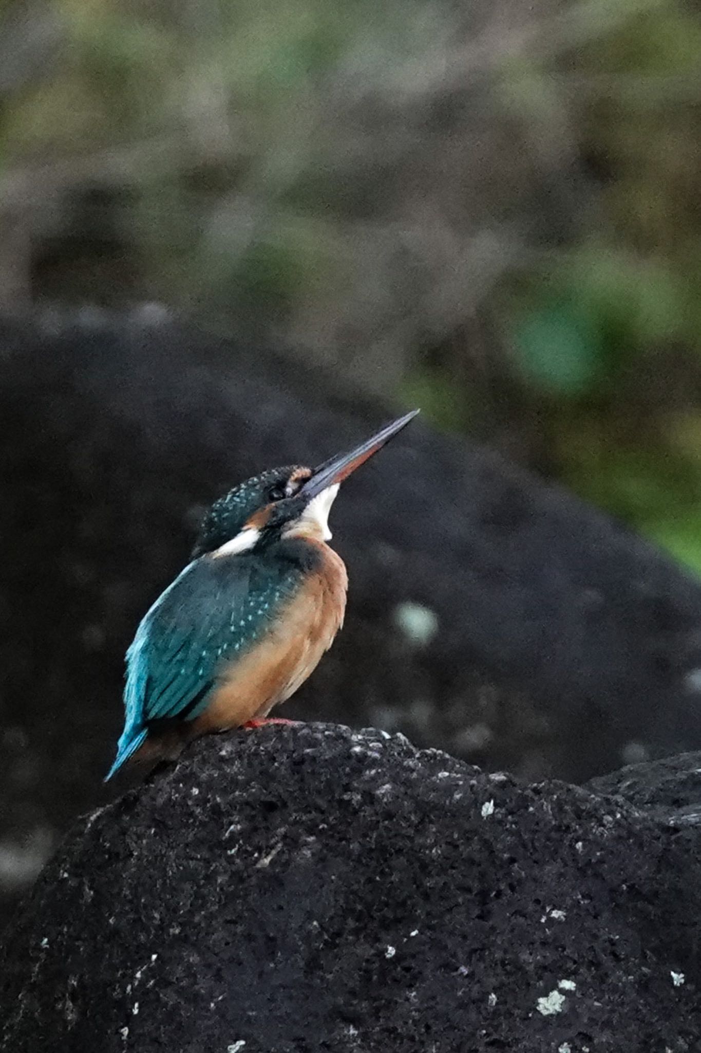 堀内公園 カワセミの写真 by unjun