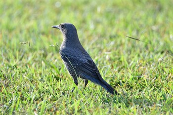 2021年10月15日(金) まどが浜海遊公園の野鳥観察記録