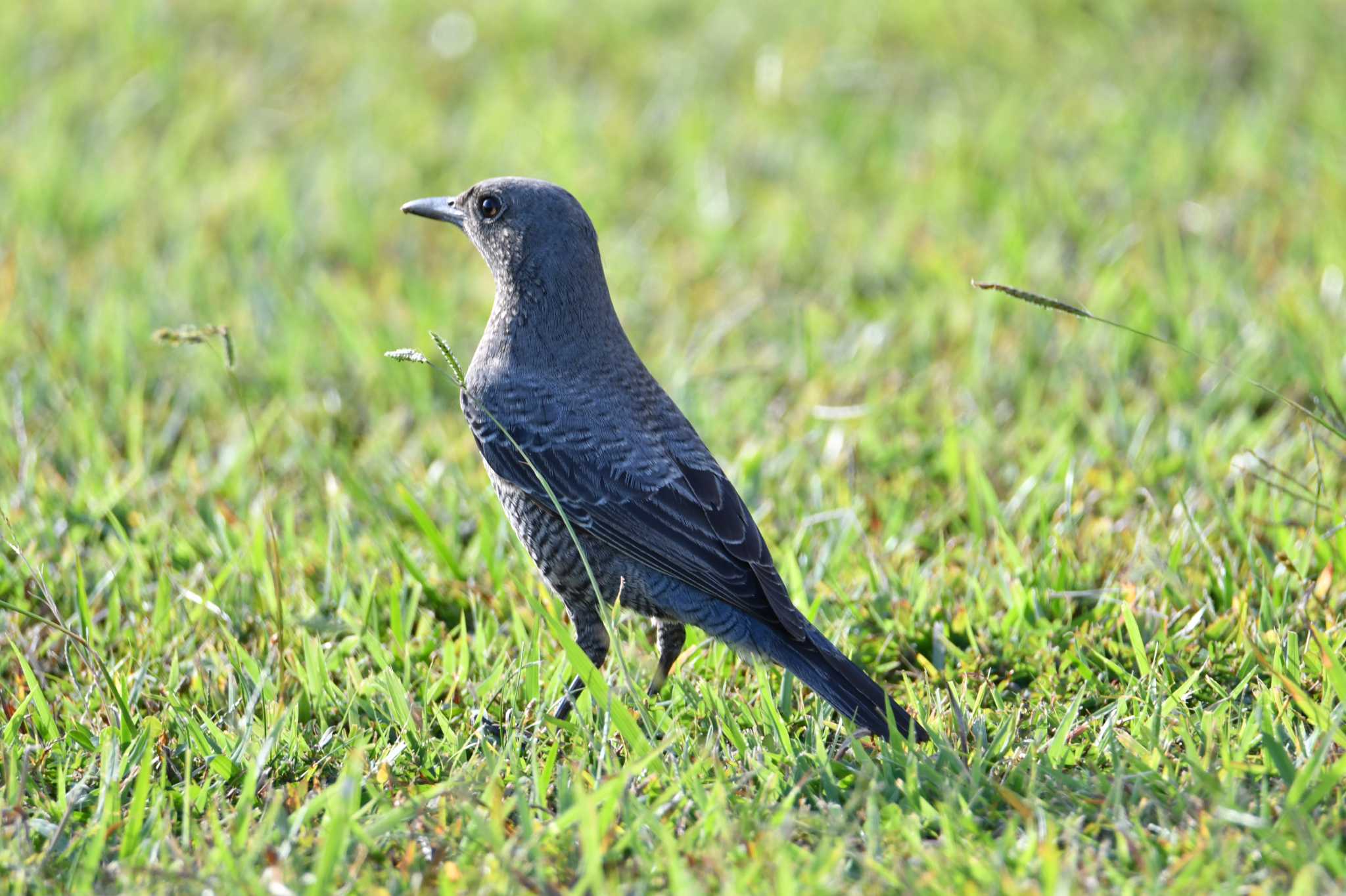 Blue Rock Thrush