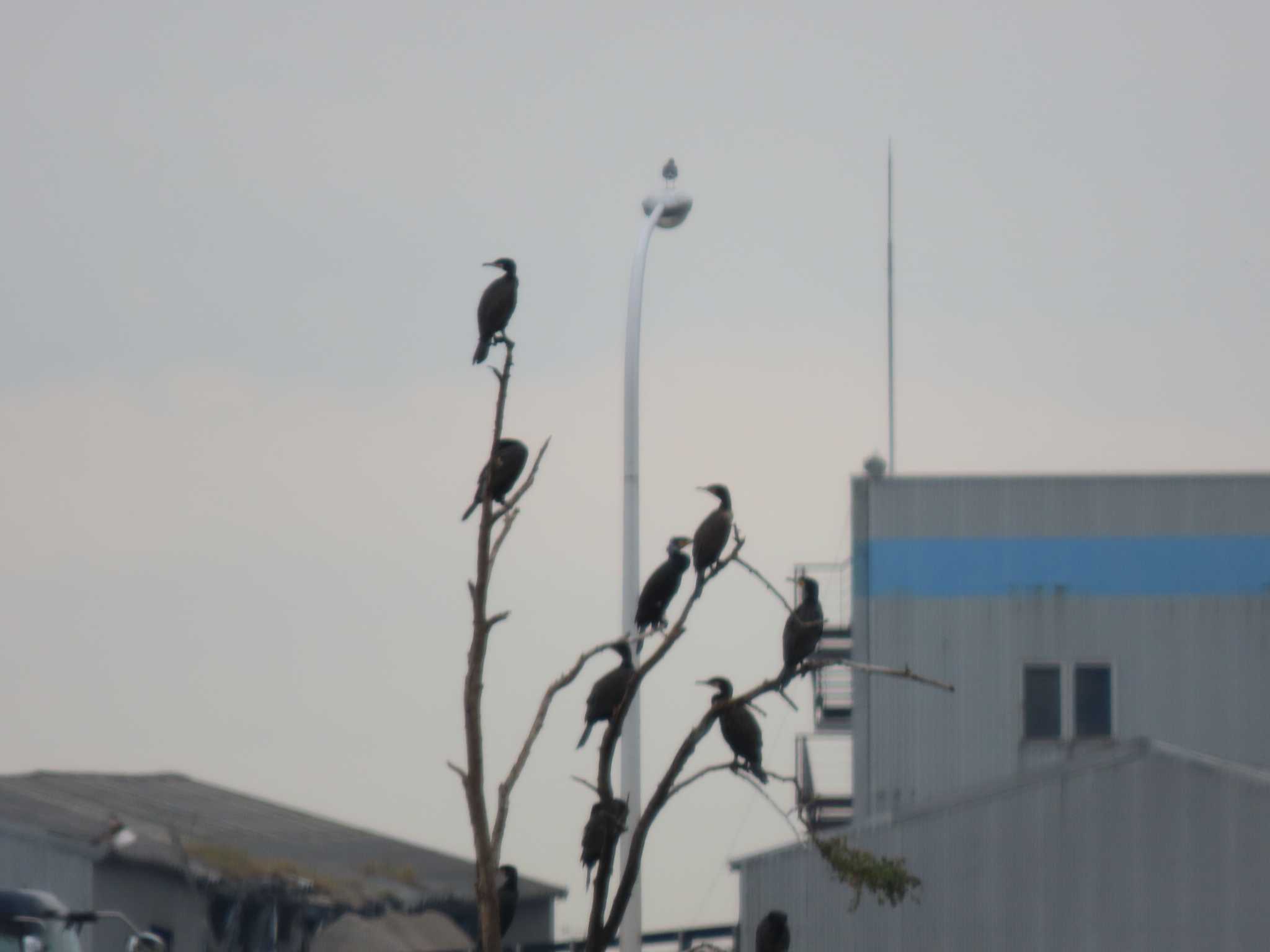 東京港野鳥公園 カワウの写真 by のぐち