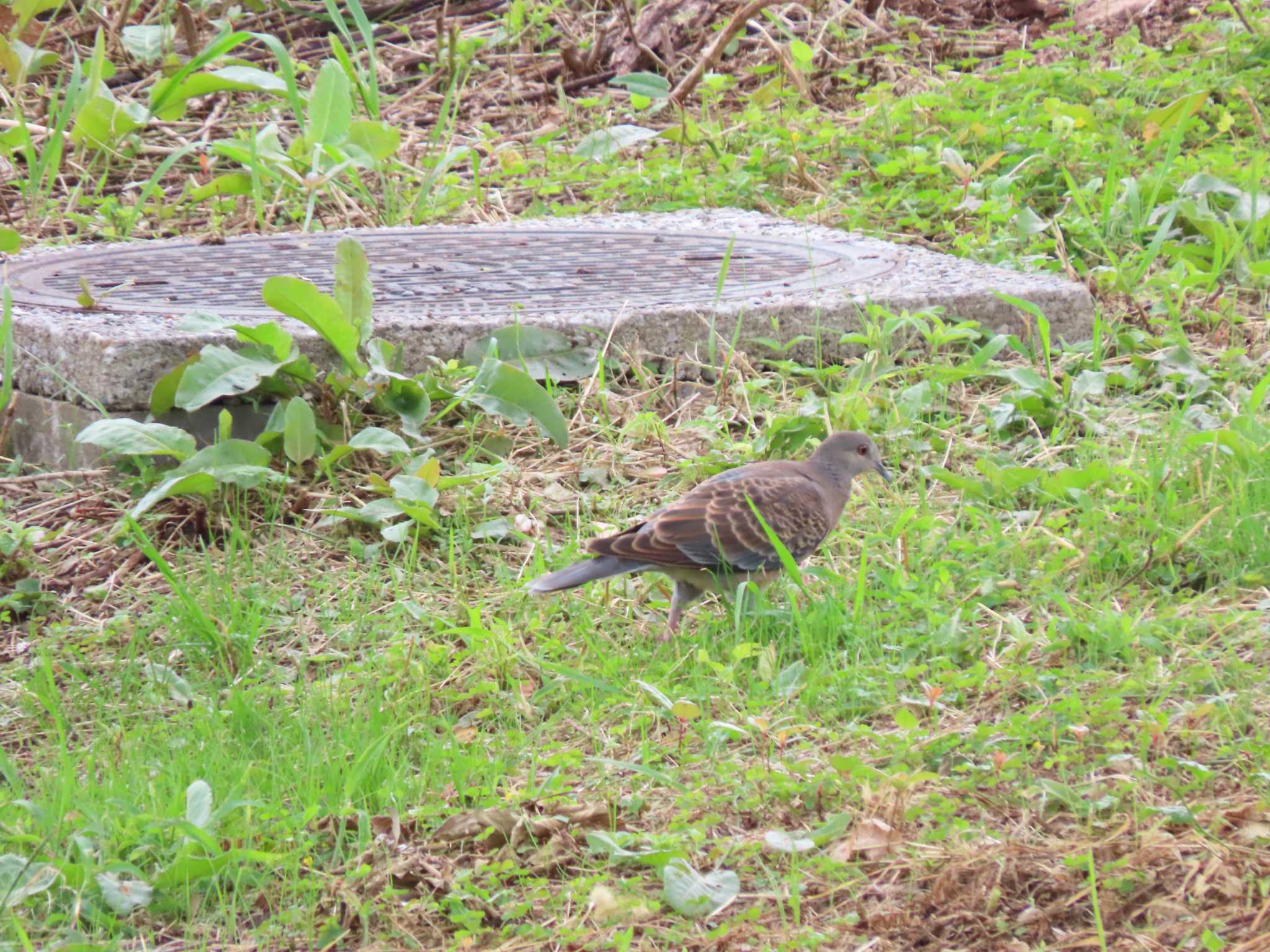 東京港野鳥公園 キジバトの写真 by のぐち