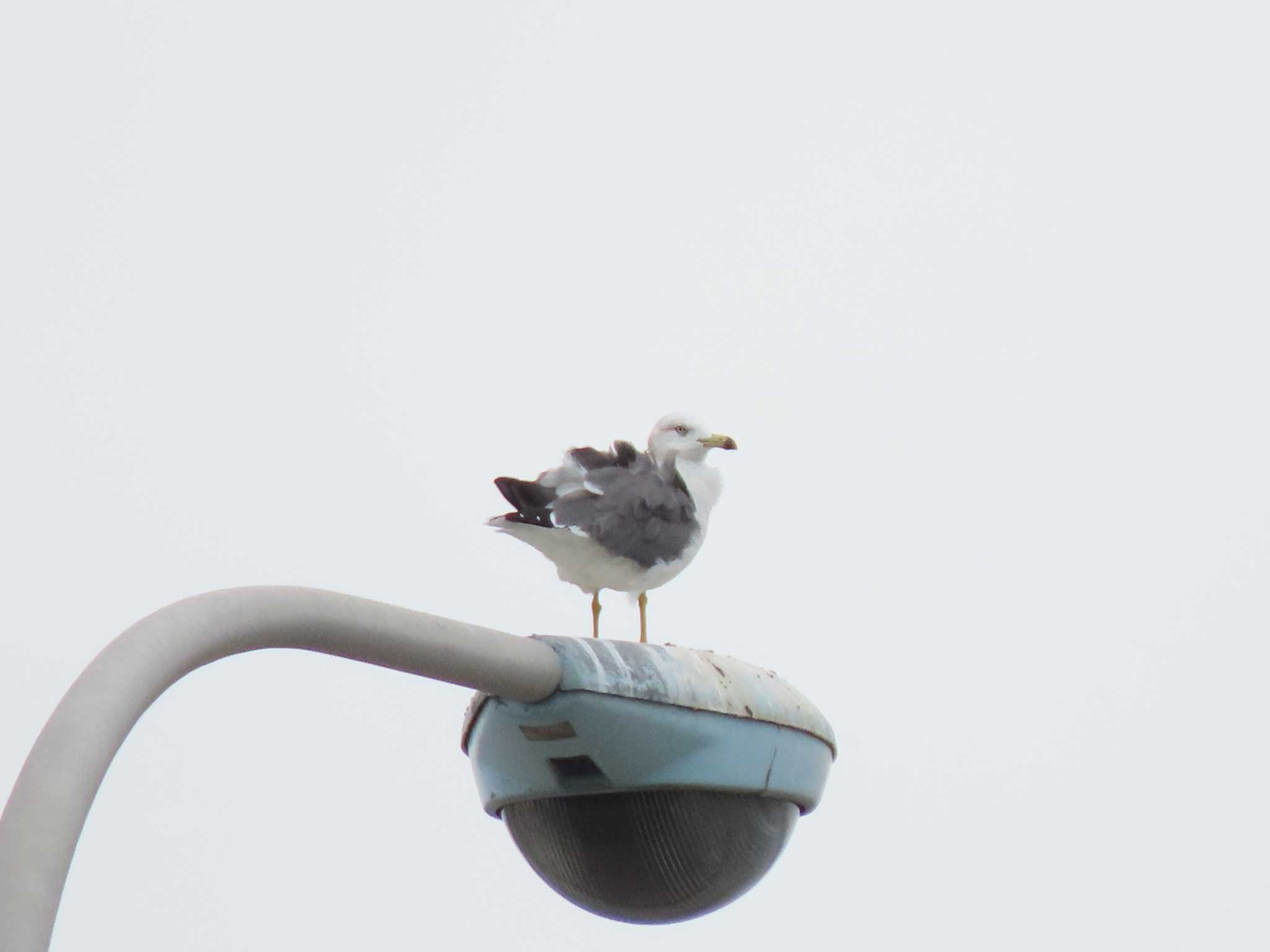 東京港野鳥公園 ウミネコの写真 by のぐち