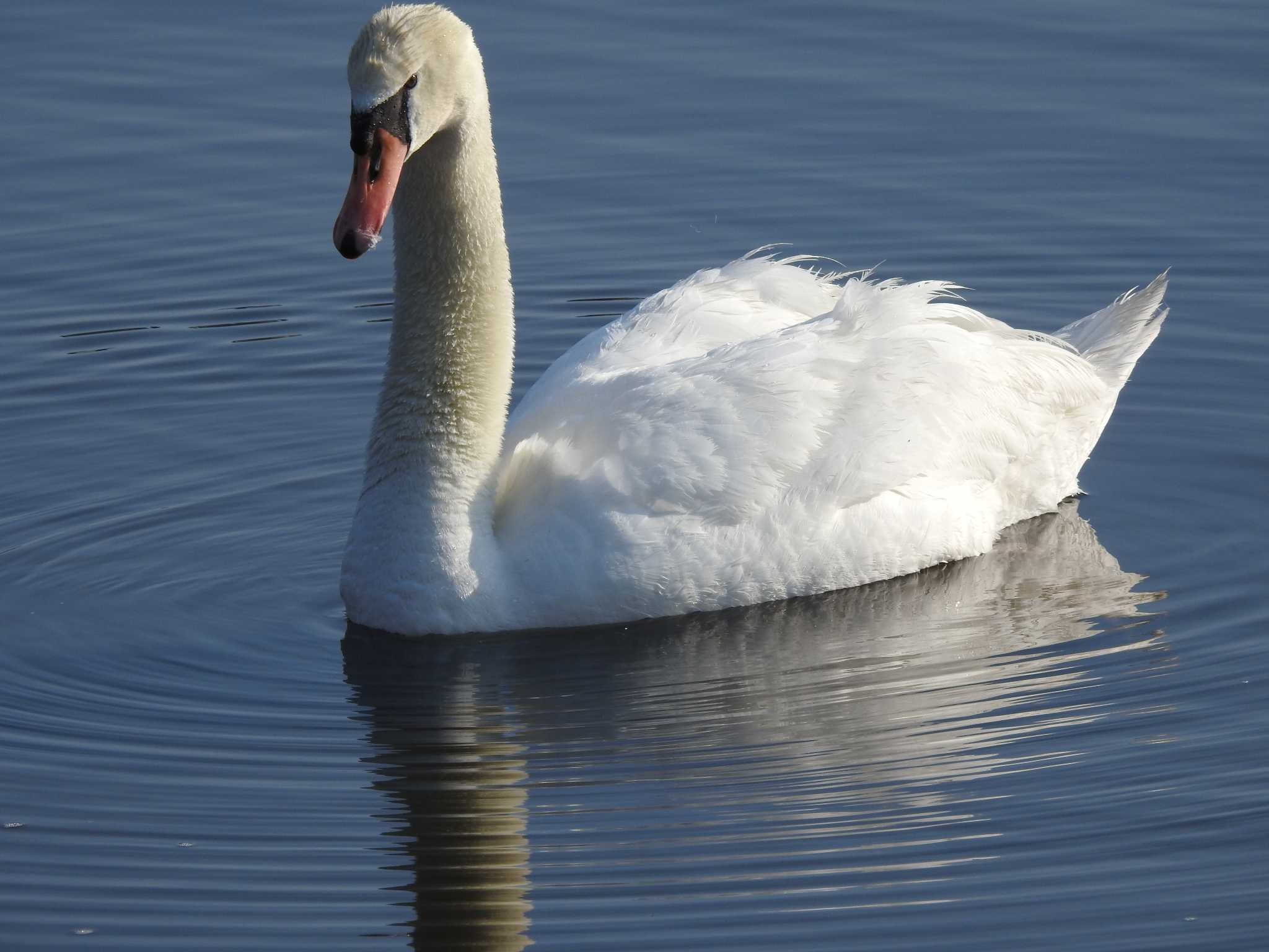 Photo of Mute Swan at Yamanakako Lake by 結城