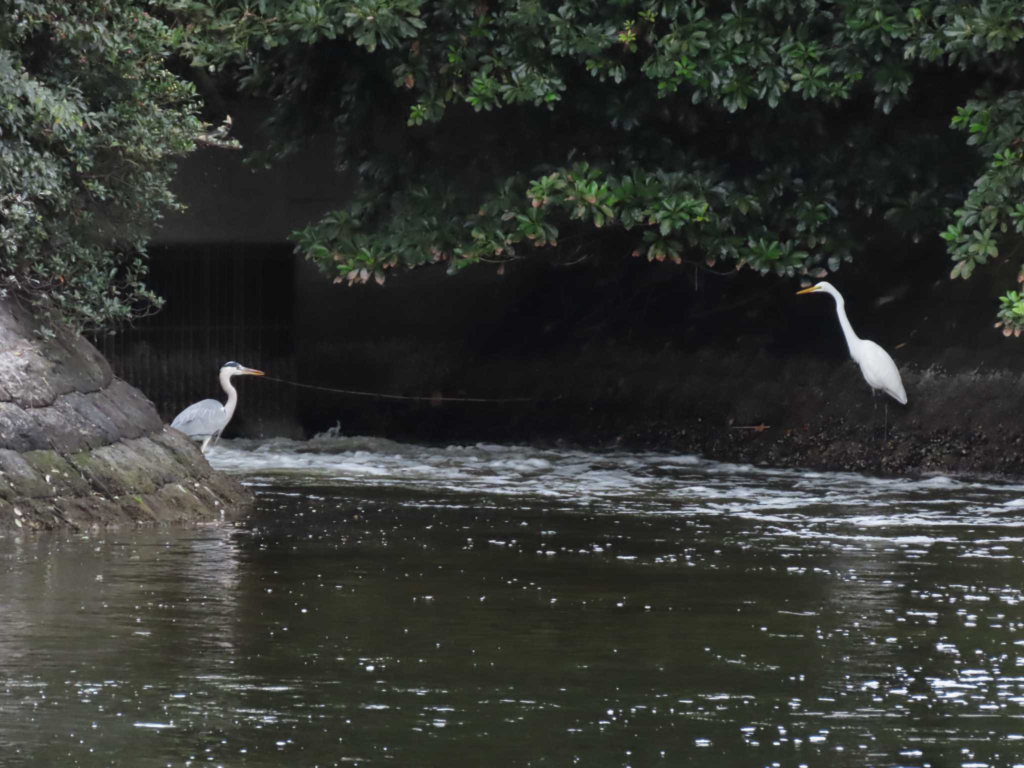 東京港野鳥公園 アオサギの写真 by のぐち