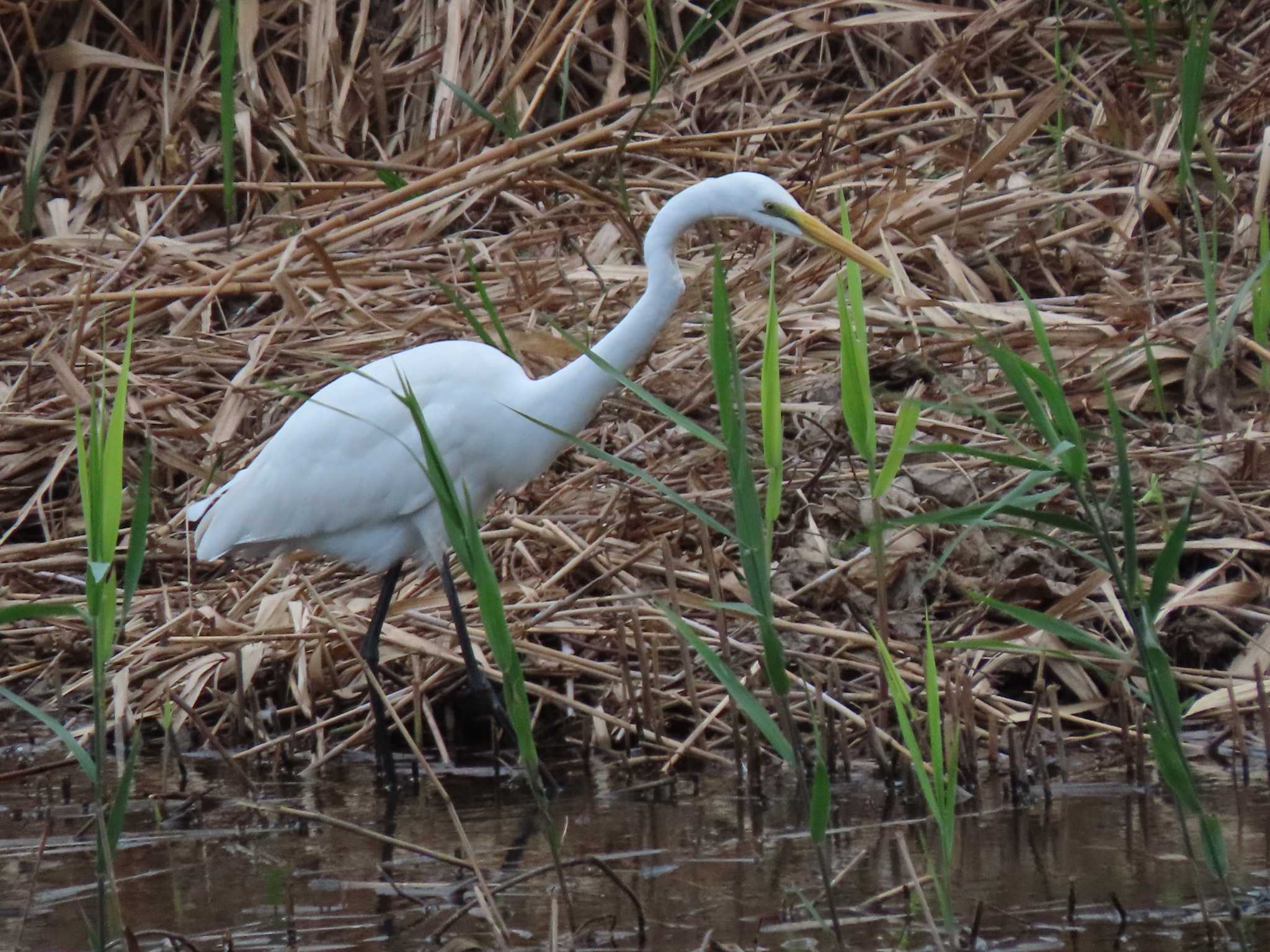 東京港野鳥公園 ダイサギの写真 by のぐち