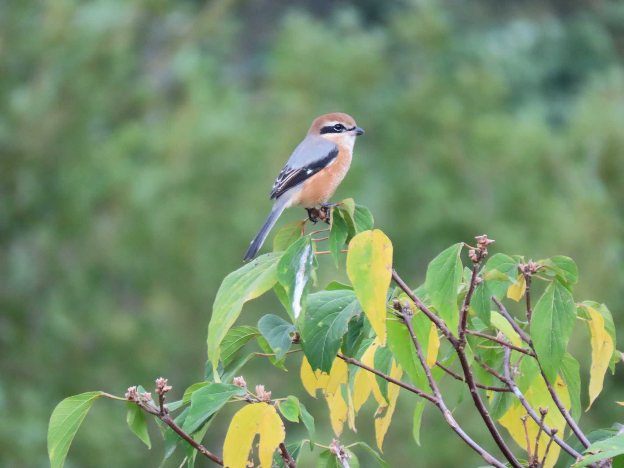 東京港野鳥公園 モズの写真 by のぐち