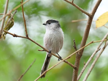 2021年10月16日(土) 金ヶ崎公園(明石市)の野鳥観察記録