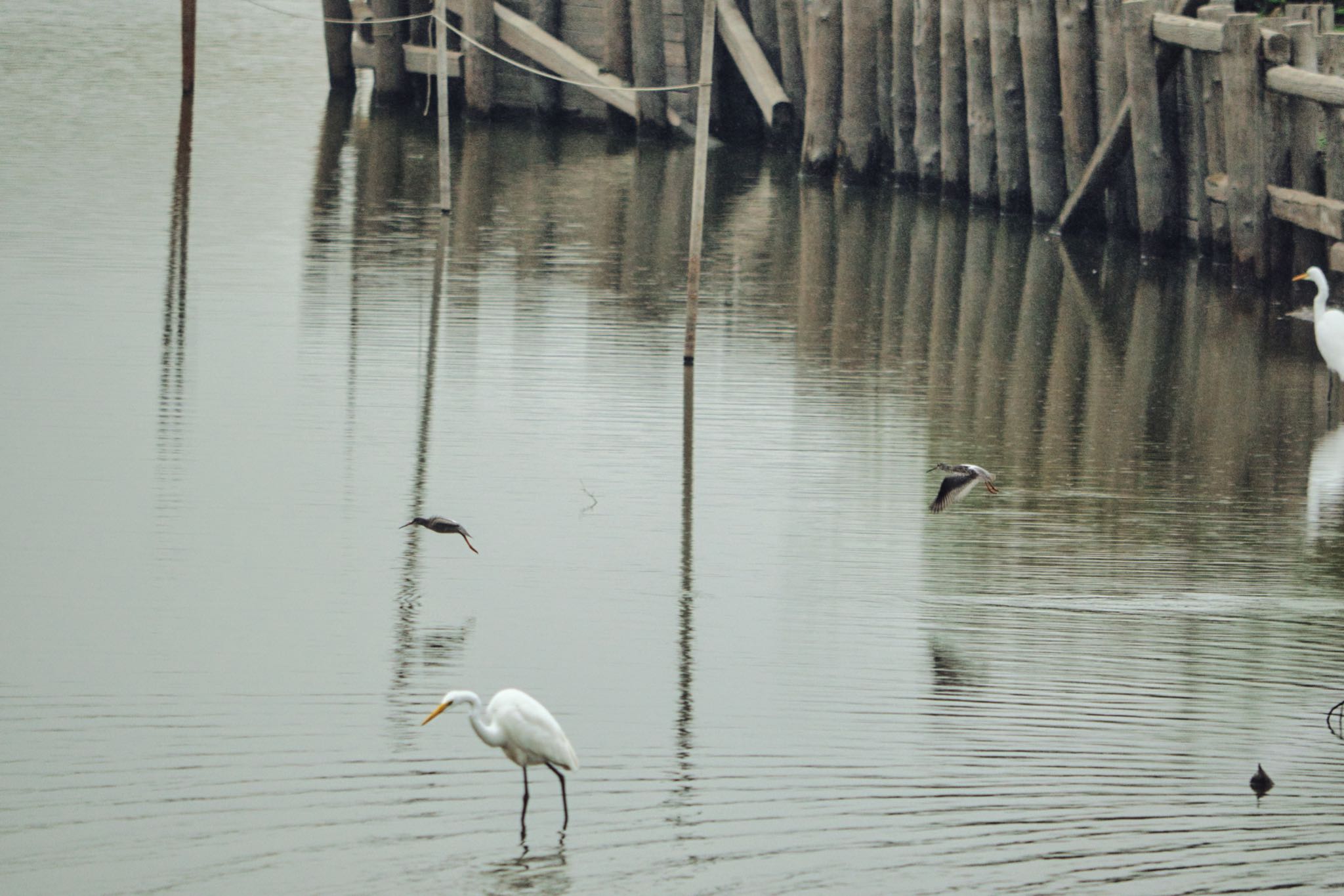 伊佐沼 ツルシギの写真 by naturedrop